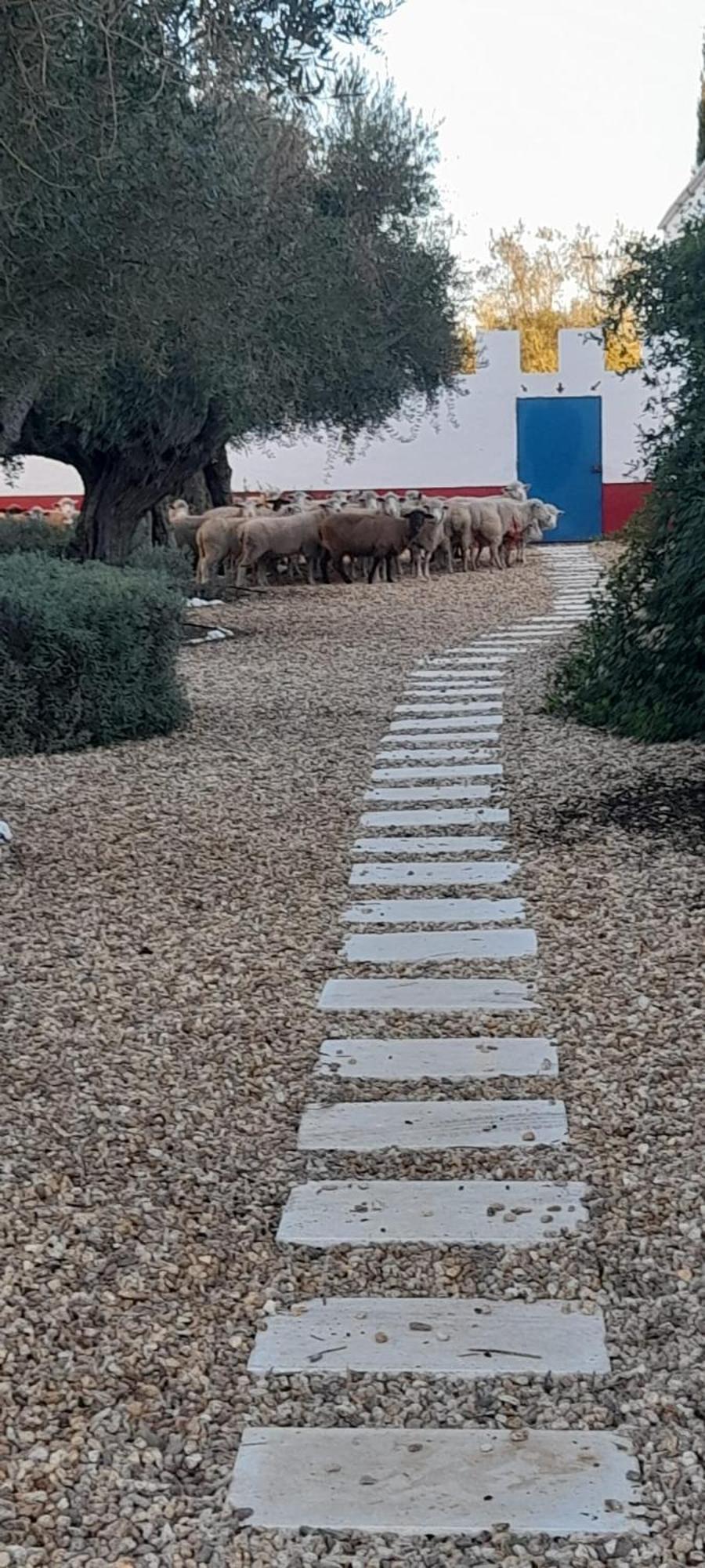 Hotel Quinta Da Chamine Ferreira Do Alentejo Pokoj fotografie